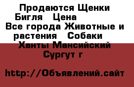 Продаются Щенки Бигля › Цена ­ 35 000 - Все города Животные и растения » Собаки   . Ханты-Мансийский,Сургут г.